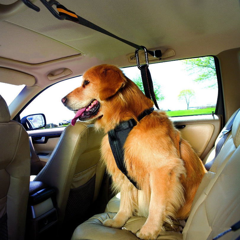 Cinturón de seguridad para perro