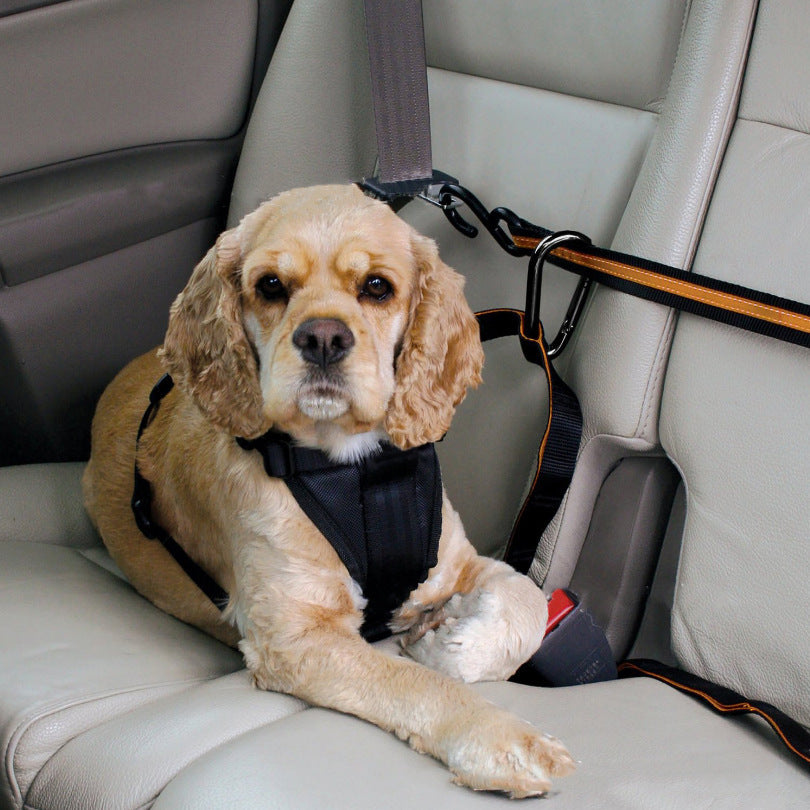 Cinturón de seguridad para perro