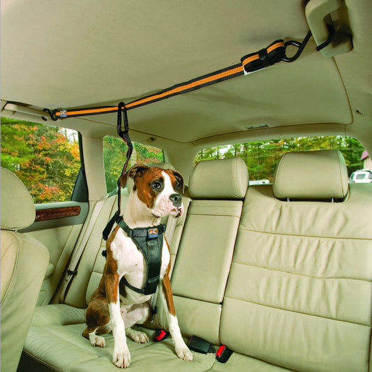 Cinturón de seguridad para perro