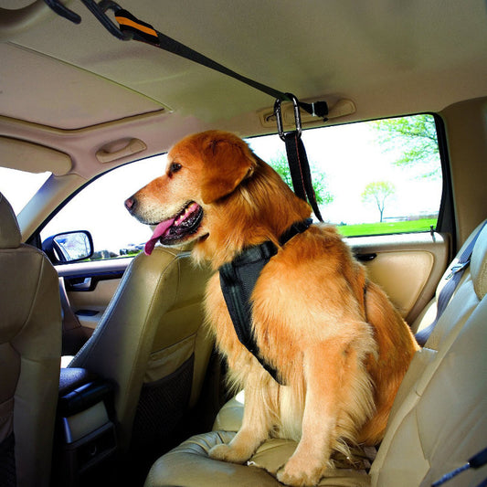 Cinturón de seguridad para perro